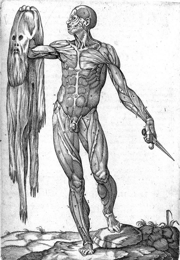 Juan Valverde de Hamusco - Vivae imágenes partium corporis humani (1566)